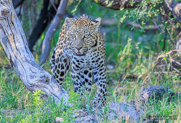 Leopard
