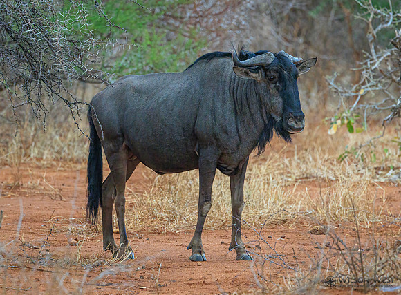 Blue Wildebeest