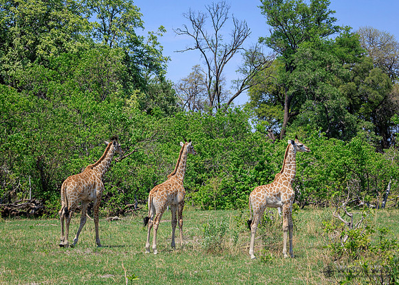 Giraffe