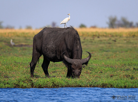 Cape Buffalo, Cattle Egret