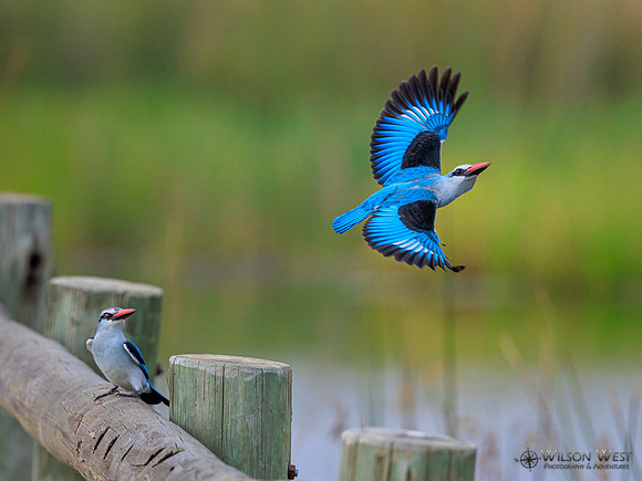 Woodland Kingfisher