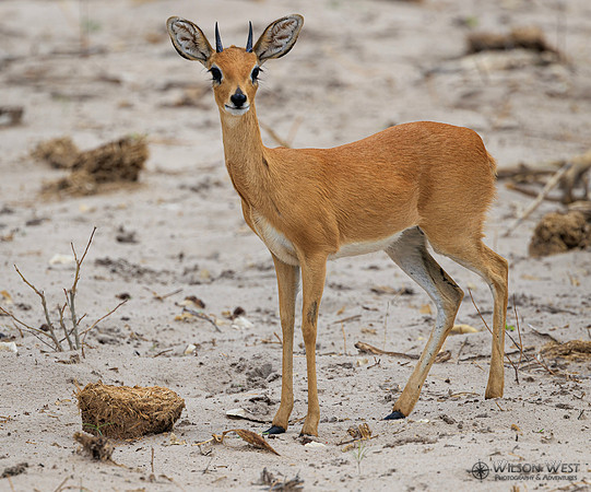 Steenbok