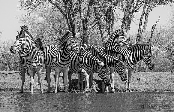 Burchell's Zebra