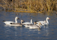 Lake Mead Birds 11-23-2020
