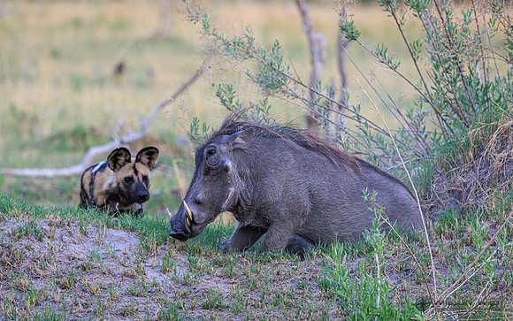 African Wild Dog, Warthog