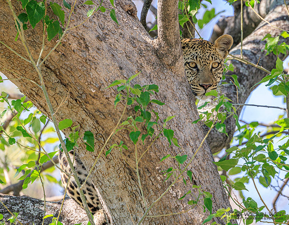 Leopard