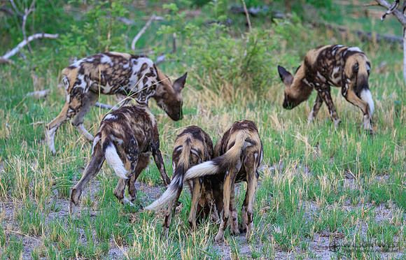 African Wild Dog