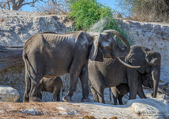 Elephant