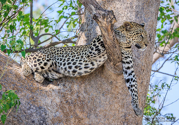 Leopard