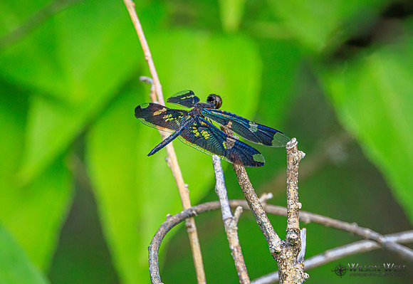 Dragonflies
