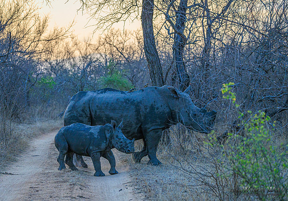 White Rhinoceros