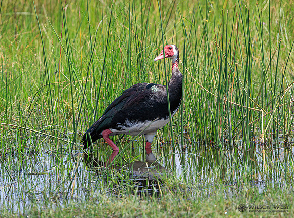 Spur-winged Goose