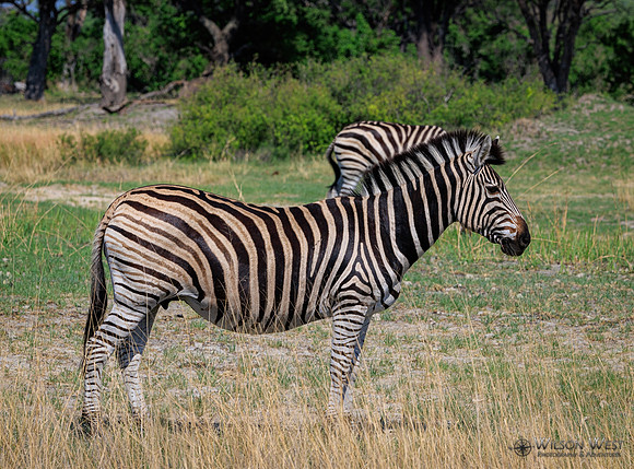 Burchell's Zebra