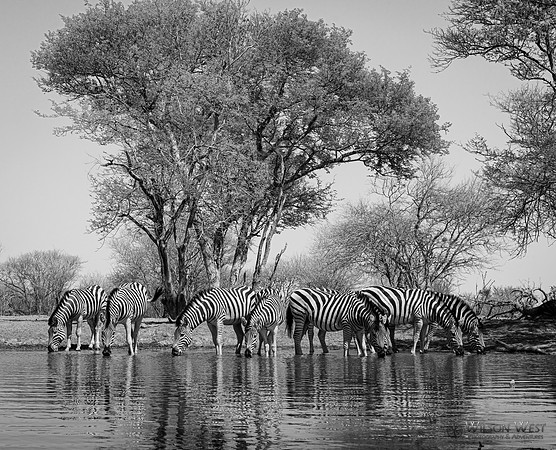 Burchell's Zebra