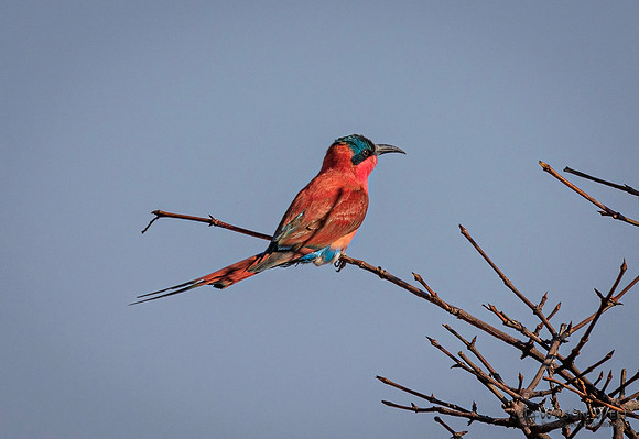 Carmine Bee-eater