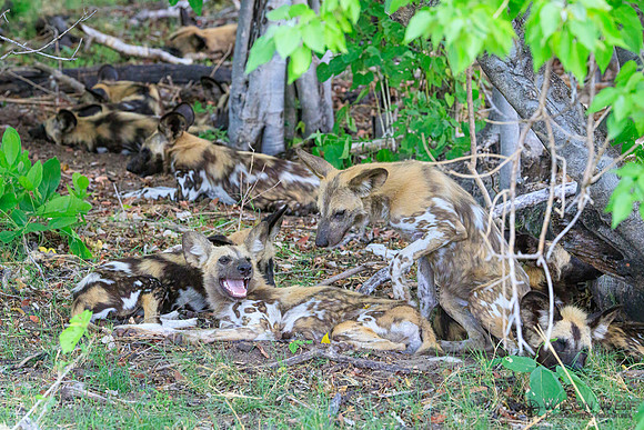 African Wild Dog