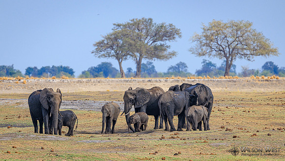 Elephant