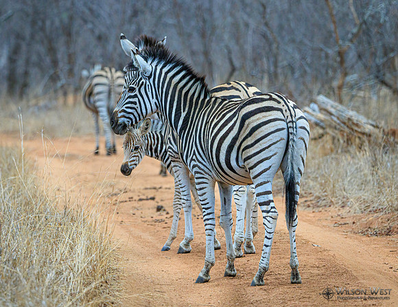 Burchell's Zebra