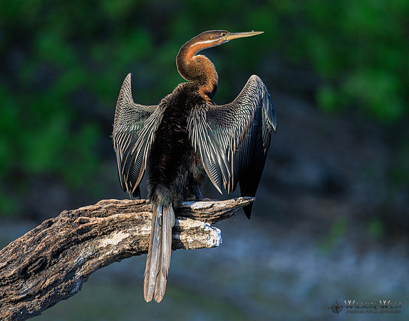 African Darter