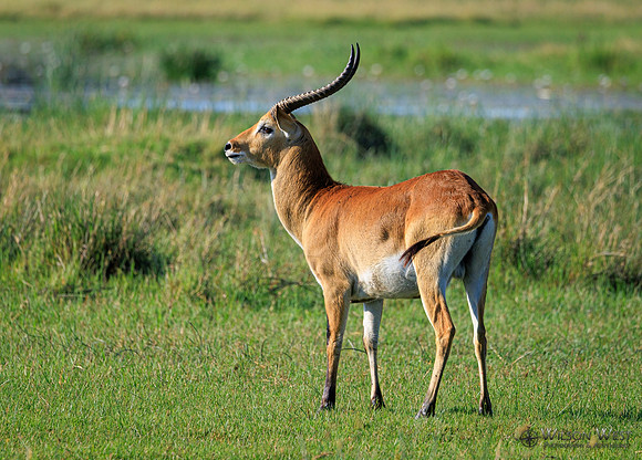 Red Lechwe