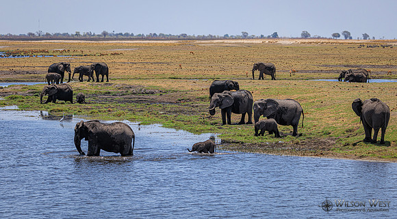 Elephant