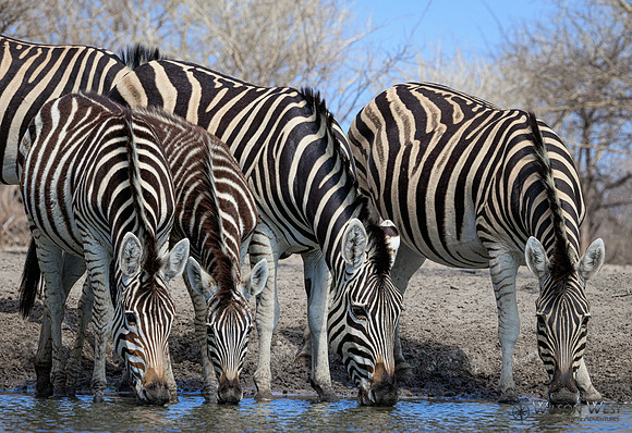 Burchell's Zebra