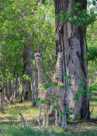 Giraffe