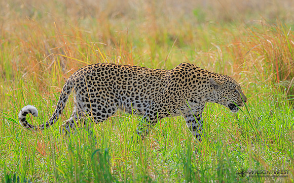 Leopard