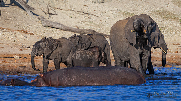 Elephant