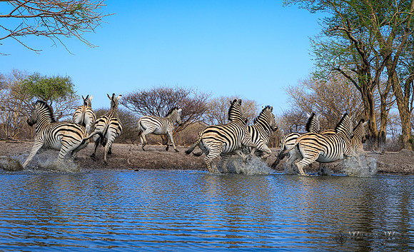 Burchell's Zebra