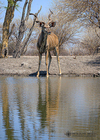 Greater Kudu