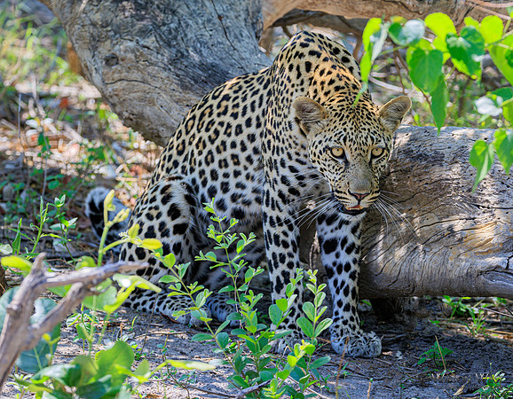 Leopard