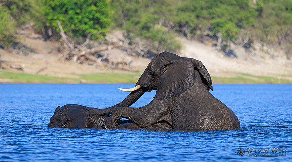 Elephant