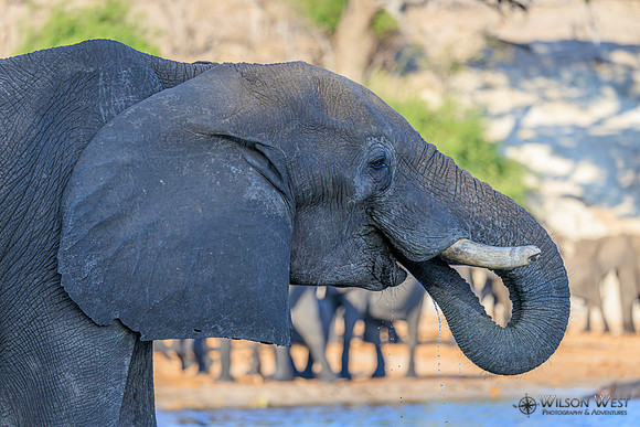 Elephant