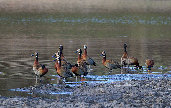 White-faced Whistling Duck