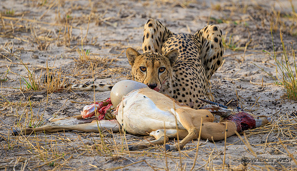 Cheetah