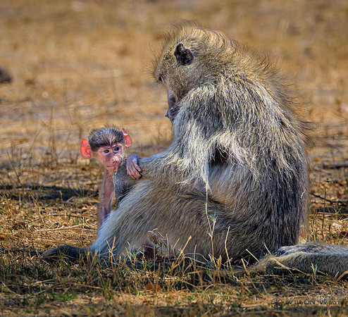 Baboon