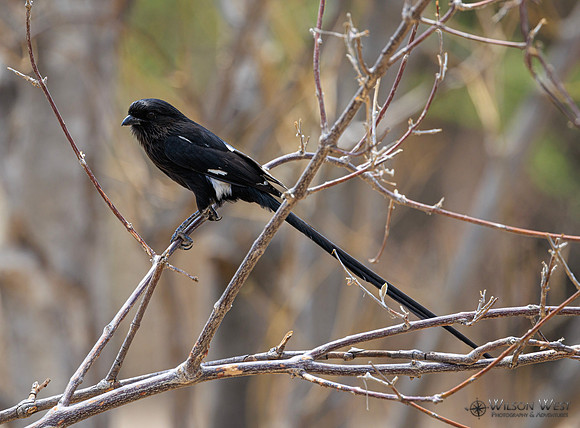 Magpie Shrike