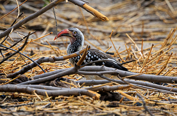 Red-billed Hornbill