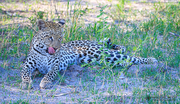 Leopard