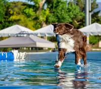 Dock Dogs 2018