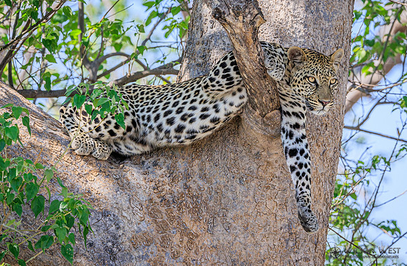 Leopard