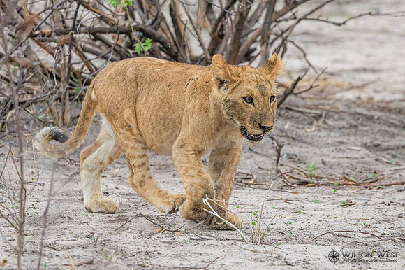 Lion