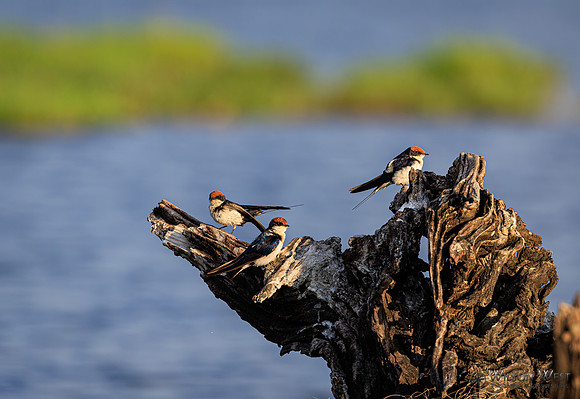 Wire-tailed Swallow