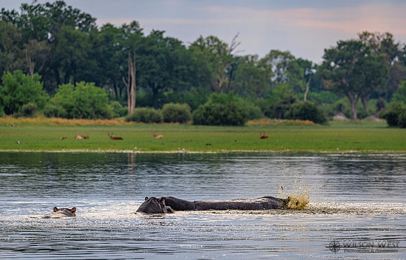 Hippopotamus