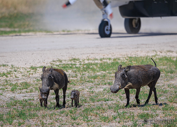 Warthog