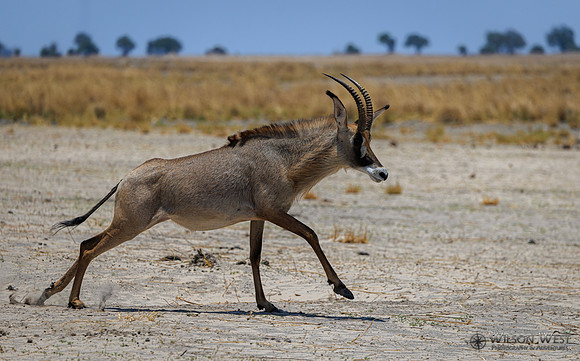 Roan Antelope
