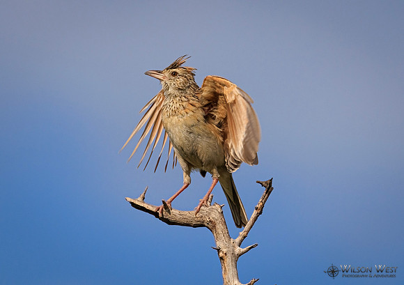 Rufous-naped Lark