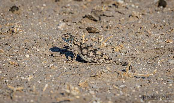 Lizard