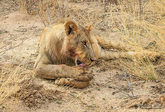 Lion